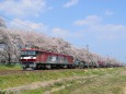 一目千本桜とEH500-4貨物列車