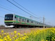 菜の花とE231系電車