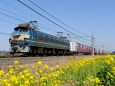 菜の花とEF66 27貨物列車