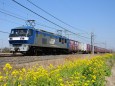 菜の花とEF210-13 貨物列車