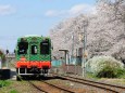 満開の桜と真岡鐵道