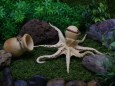 竹細工「蛸と蛸壺」