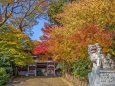 紅葉の三國神社楼門