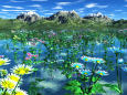湖面に咲く菊