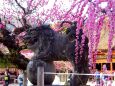 天満宮本殿で睨みを効かせる狛犬