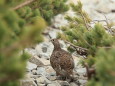 雷鳥坂の雌ライちゃん1