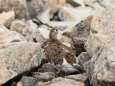 雷鳥坂の雌ライちゃん2