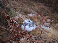 燕山荘の雄雷鳥5