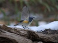 雪に青い鳥