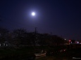 満月と桜5
