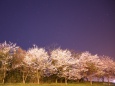 星空と桜2