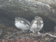 常念のチビ雷鳥3