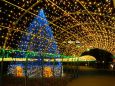 クリスマスツリーと光のトンネル