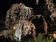 祇園白川ライトアップ・枝垂れ桜