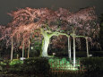 円山公園・枝垂れ桜ライトアップ
