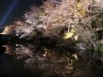 桜の清水寺・ライトアップ
