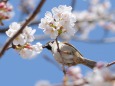 桜とスズメ