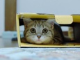 箱猫まりん