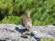 白馬乗鞍岳のチビ雷鳥