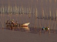 朝日を浴びての海苔漁