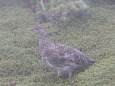 双六岳のチビ雷鳥4