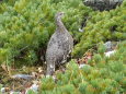 爺ヶ岳の雄雷鳥7