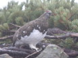 爺ヶ岳の吠える雄雷鳥