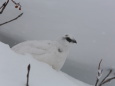 燕山荘の白雷鳥