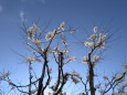 見上げれば、雪の華