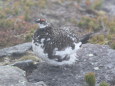 御嶽山の雄雷鳥