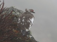 白馬岳の雄雷鳥4