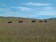 モンゴル草原のラクダ2