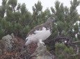 抜戸岳の雄雷鳥