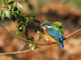幸せの青い鳥(カワセミ)