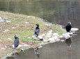 川辺で休むカワウ