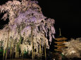 春の京都・東寺(不二桜)