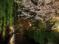 春の京都・白川の桜ライトアップ