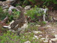 丸山の雌雷鳥2