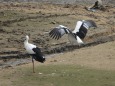 餌を捕るコウノトリ