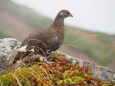 仙丈ヶ岳の雄雷鳥