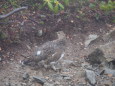 爺ヶ岳の雌雷鳥