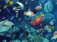 美ら海水族館+海がめ