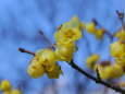 荒山公園の梅・蝋梅