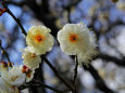 荒山公園の梅・八重野梅