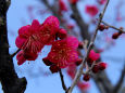 荒山公園の梅・大盃