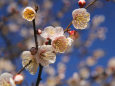 里山に咲く・清楚な梅