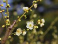 公園に咲く白梅