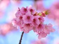 春の青空に河津桜