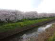 流川の桜