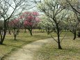 2月3日の荒山梅林